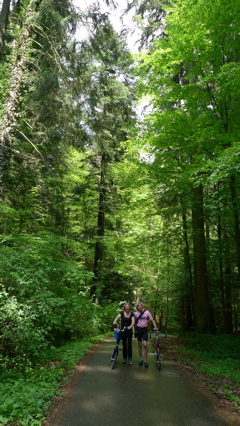 In the Woods (2)