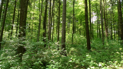 Woods and Trees