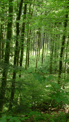 Woods and Trees