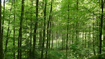 Woods and Trees