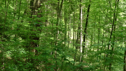 Woods and Trees